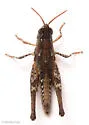Obscure Grasshopper - photo 2