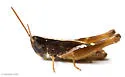 Obscure Grasshopper - photo 3