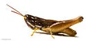 Obscure Grasshopper - photo 4