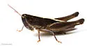 Obscure Grasshopper - photo 5