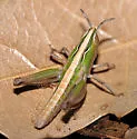 Velvet-striped Grasshopper