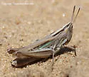 Velvet-striped Grasshopper - photo 2