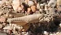 Velvet-striped Grasshopper - photo 3