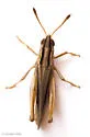 Velvet-striped Grasshopper - photo 4