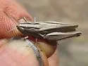 Velvet-striped Grasshopper - photo 5
