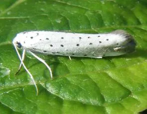 Ermine Moth agg. - photo 2