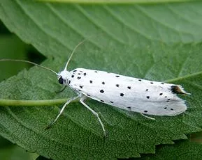 Ermine Moth agg. - photo 3