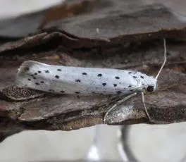 Ermine Moth agg. - photo 4