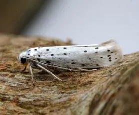 Ermine Moth agg. - photo 5