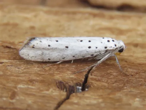 Ermine Moth agg. - photo 6