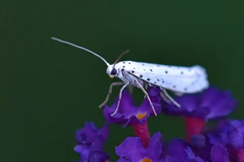 Ermine Moth agg. - photo 7