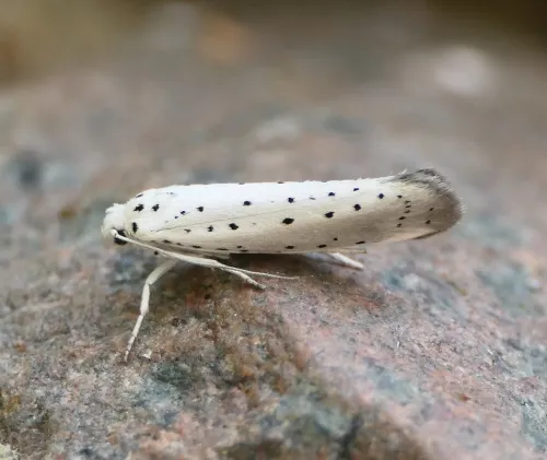 Ermine Moth agg. - photo 8