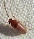 Ernobius conicola