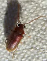 Ernobius conicola - photo 2