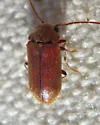 Ernobius conicola - photo 3