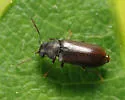 Ernobius filicornis