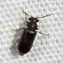 Ernobius filicornis - photo 2