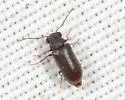 Ernobius filicornis - photo 3