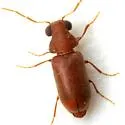 Ernobius granulatus