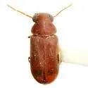 Ernobius granulatus - photo 2