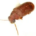 Ernobius granulatus - photo 3