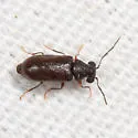 Ernobius granulatus - photo 4