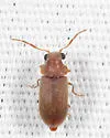 Ernobius opicus - photo 2