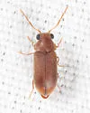 Ernobius opicus - photo 3