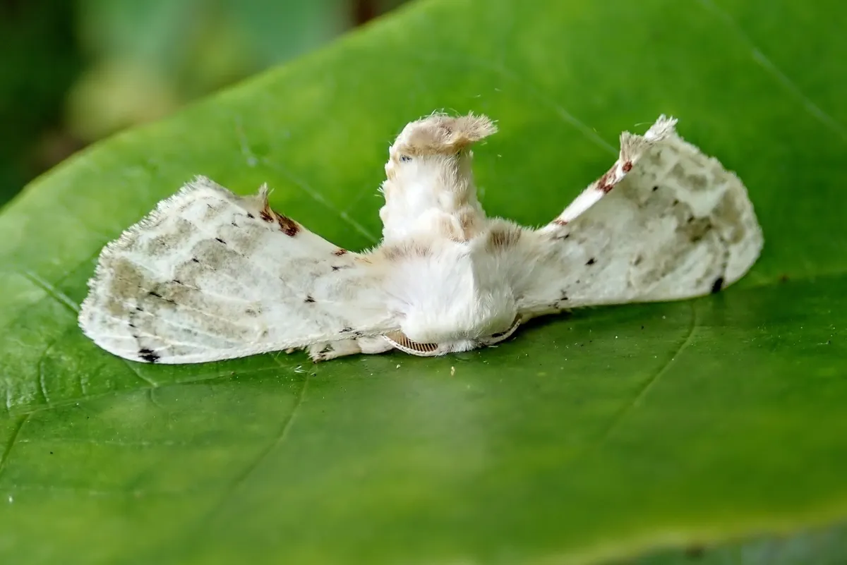 Ernolatia moorei - photo 3