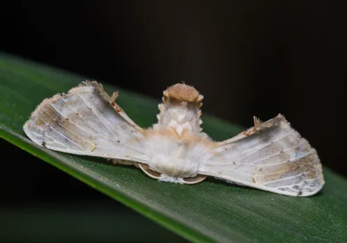 Ernolatia moorei - photo 5