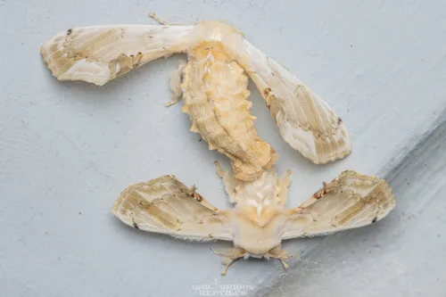 Ernolatia moorei - photo 6