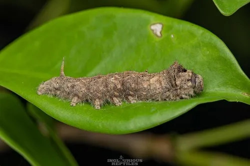 Ernolatia moorei - photo 7