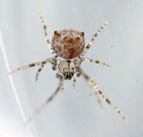 Ero aphana
