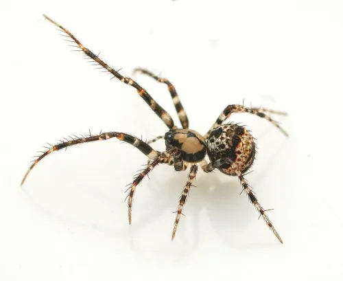 Ero cambridgei