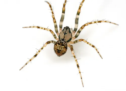 Ero furcata