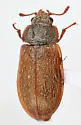 Eronyxa expansus