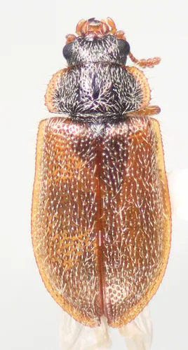 Eronyxa pallida
