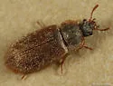 Eronyxa pallidus
