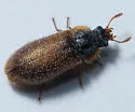 Eronyxa pallidus - photo 3