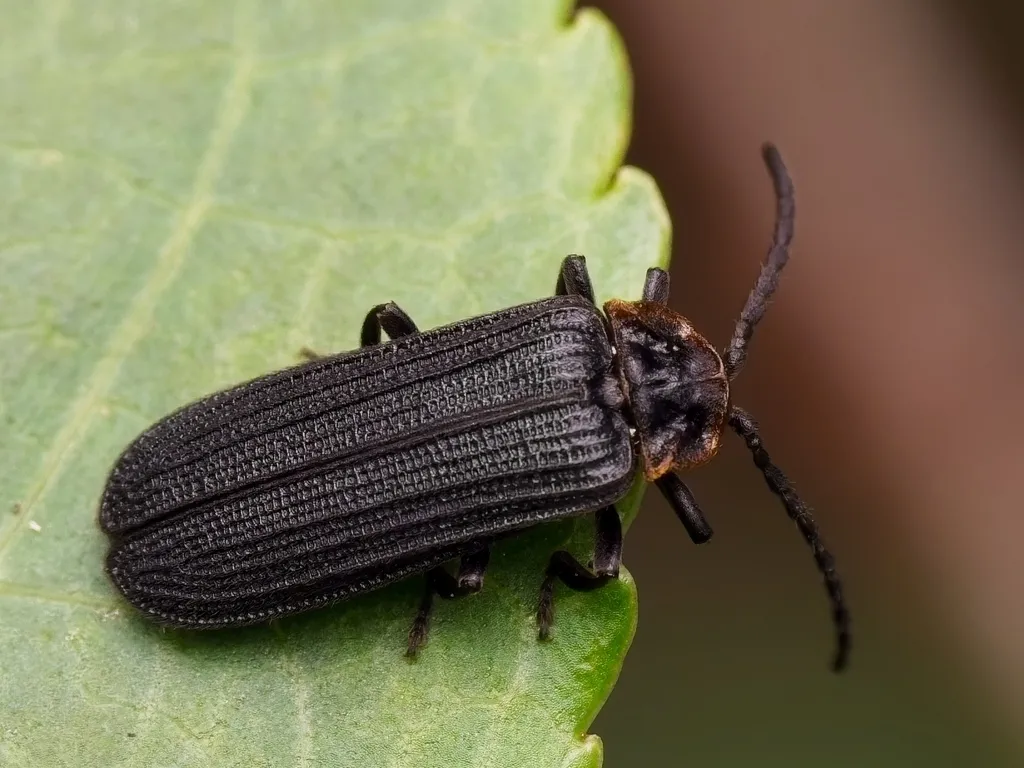 Eropterus trilineatus - photo 2
