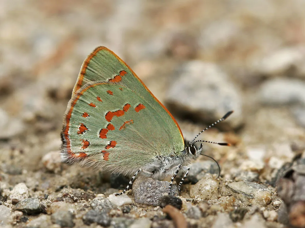Early Hairstreak - Hodges#4349 - photo 2
