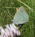 Arizona Hairstreak - Hodges#4350 - Erora quaderna