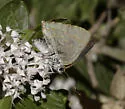 Arizona Hairstreak - Hodges#4350 - photo 3