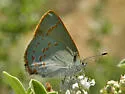 Arizona Hairstreak - Hodges#4350 - photo 4