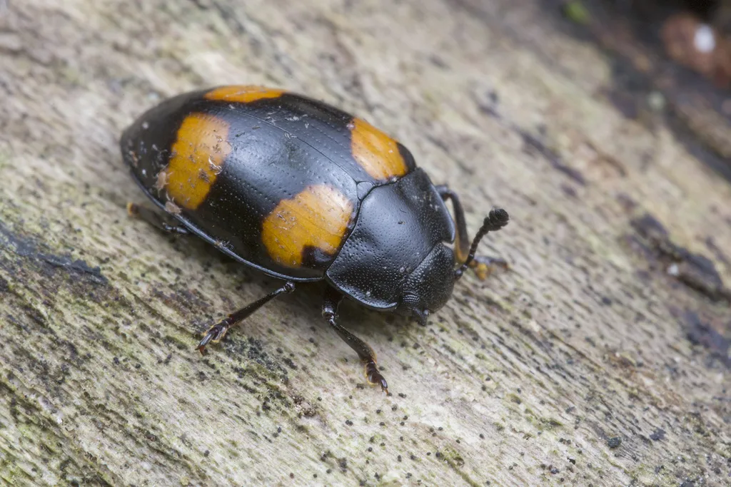 Pleasing Fungus Beetles - photo 2