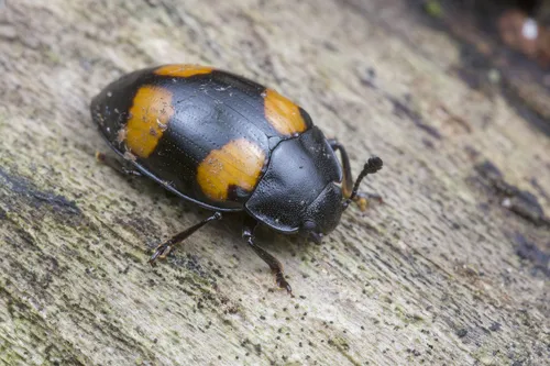 Pleasing Fungus Beetles - photo 3