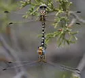 White-belted Ringtail - photo 4