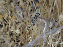 White-belted Ringtail - photo 5