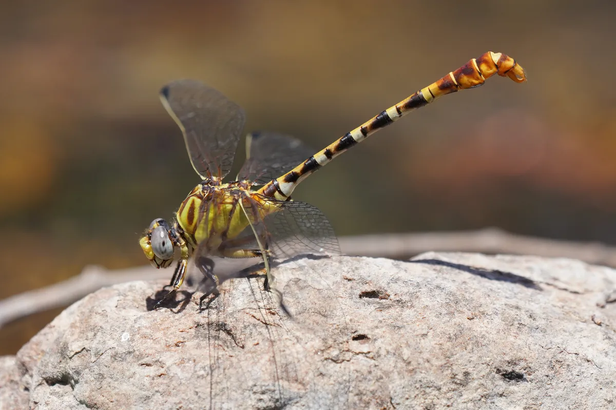 Eastern Ringtail