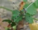 Blue-faced Ringtail